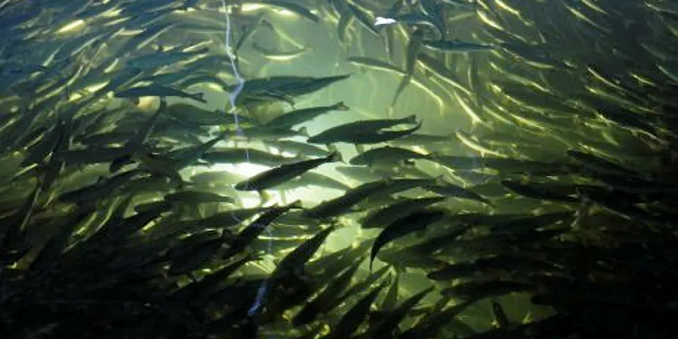 Huon Aquaculture was hit by a jellyfish bloom towards the end of 2018.