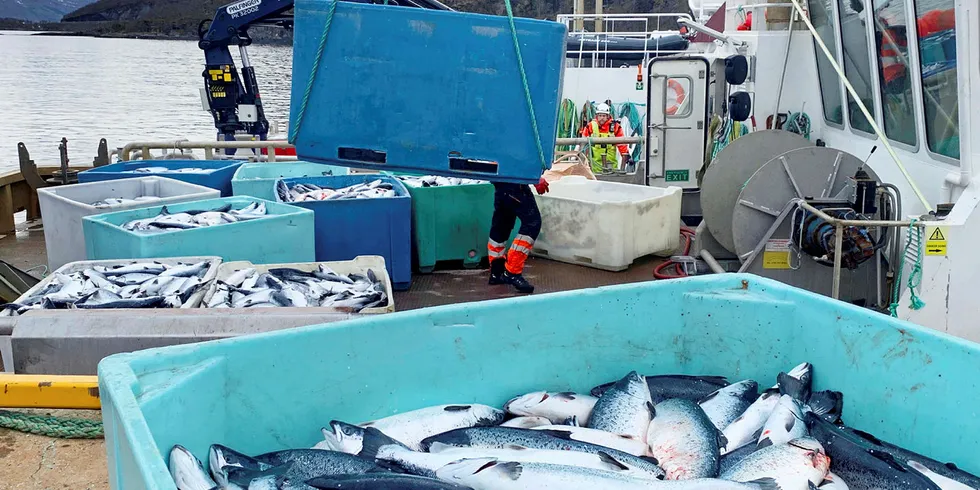 Box upon box of dead salmon is hoisted onto the quay at Northern Lights Salmon's base in Balteskard in Southern Troms, after deadly algae killed hundreds of thousands of salmon.