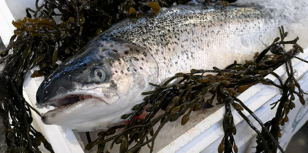 Scottish salmon exports bordered on pre-pandemic levels in 2021.