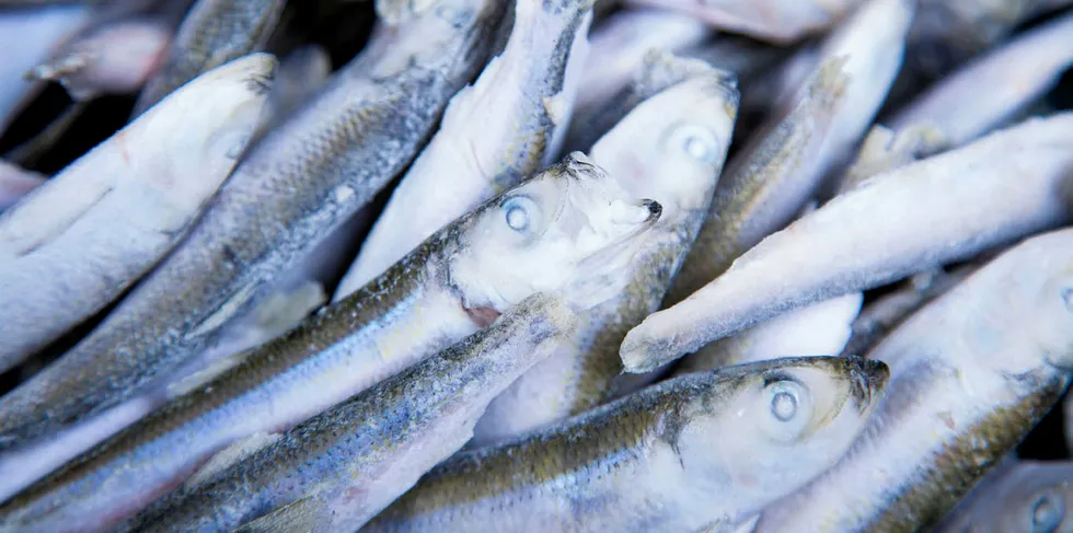 Frozen whitebait.