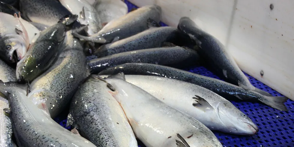 Salmo Terra will grow the fish from 110 grams to 4-4.5 kilos in its RAS tanks.