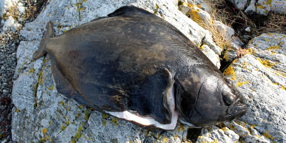 Nordic Halibut has engaged Pareto Securities and Norne Securities as joint bookrunners.