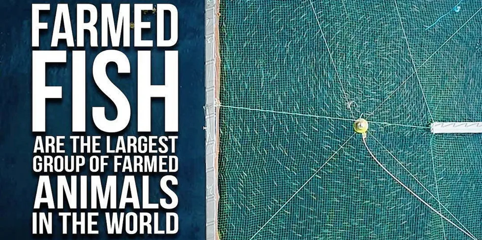 While the industrial fishing sector is the primary target of the Seaspiracy film, farmed salmon also comes under attack.