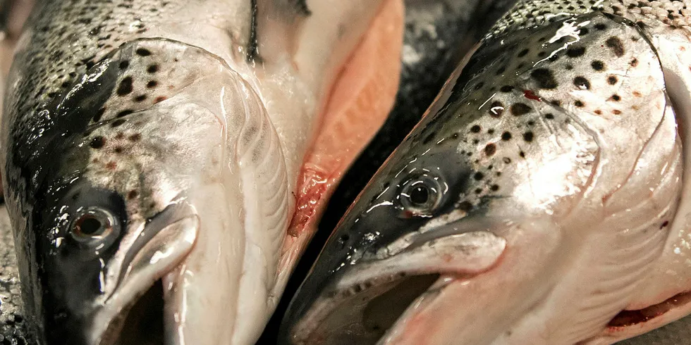 Salmon prices are on the rise.