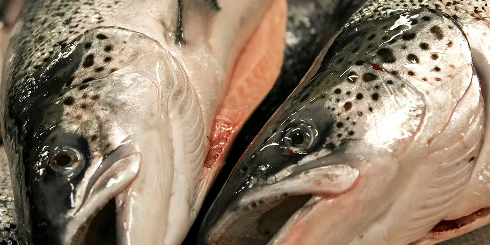 Norwegian salmon prices continue to fall.