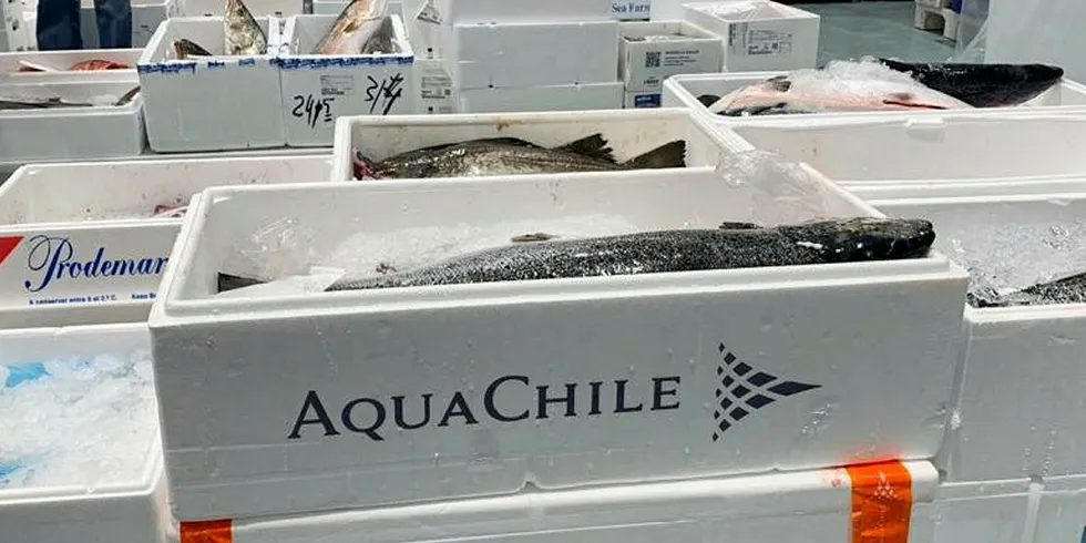 AquaChile: Taking on more capacity.