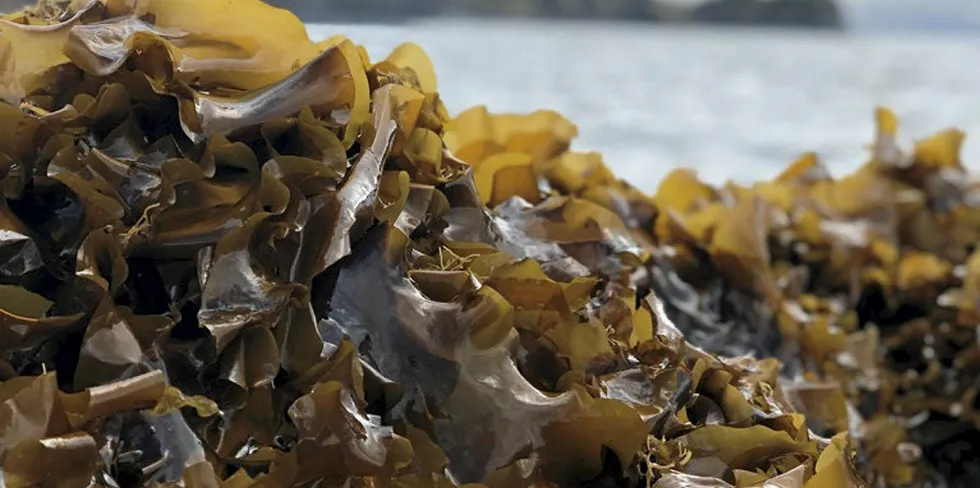 Interest in commercial kelp and seaweed production is growing in Alaska.