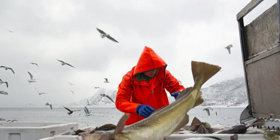 Skrei being offloaded in Tromvik, Norway.