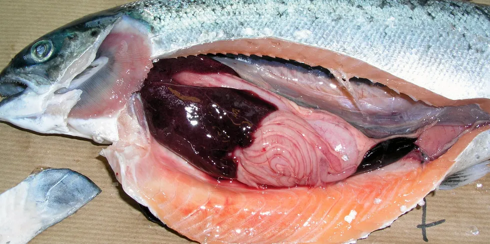 Typically Atlantic salmon ISA symptoms include dark livers, bleeding in the intestine and bright, anemic gills.