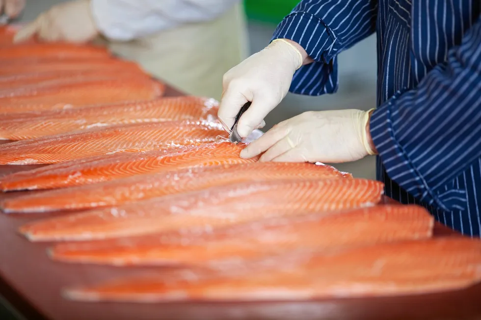 Stability has returned to Norwegian farmed salmon prices.