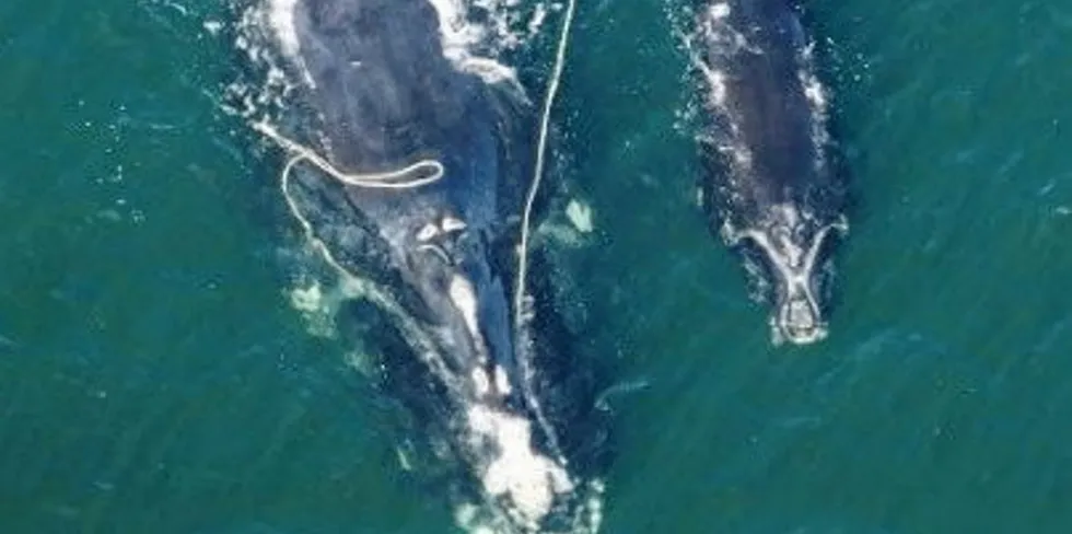 Right Whale Snow Cone was entangled in fishing gear in 2021 and is presumed still entangled. Her last known sighting in was in October 2022.