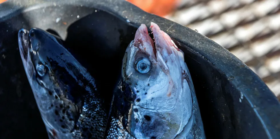 The country has the highest sea lice levels since 2012, said the analyst, when elevated mortalities produced an upward price pressure into 2013.
