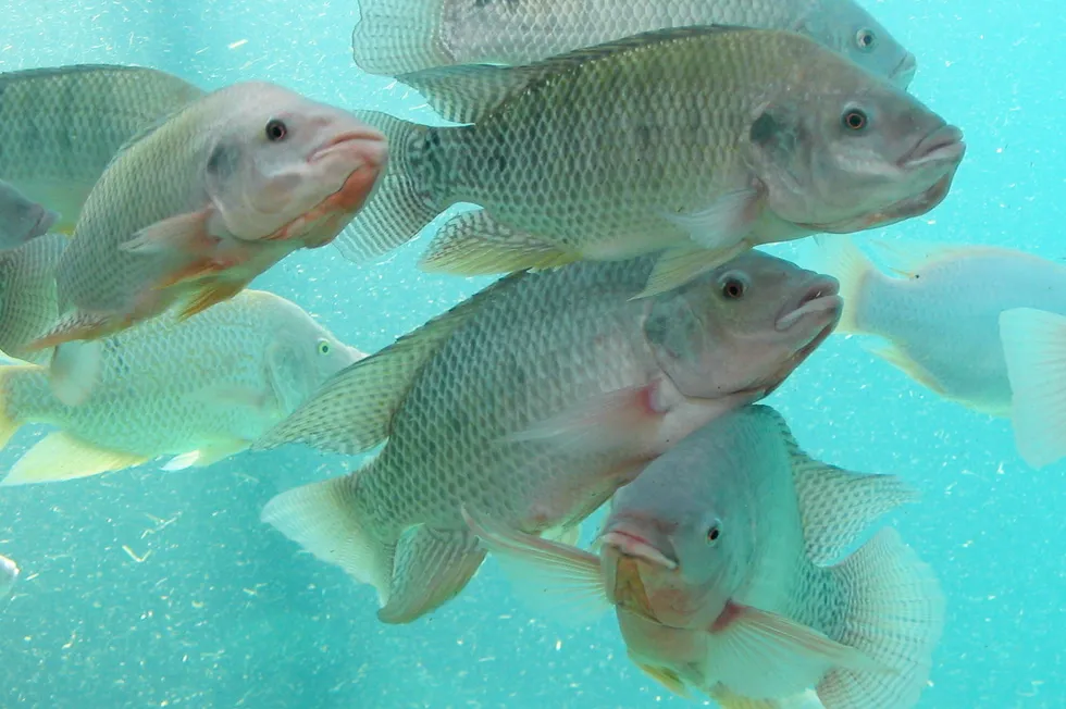Saudi Arabia's current main species include tilapia (pictured), sea bass and bream as well as shrimp.