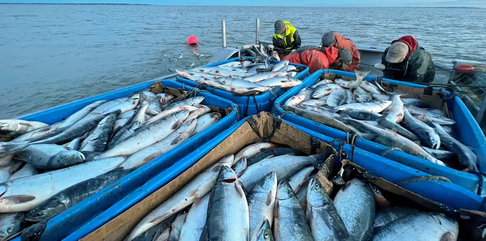 Bristol Bay has broken both sockeye salmon run and harvest records this year. Pictured above: Perry Broderick's crew hauling in salmon on the Nushagak in 2022.
