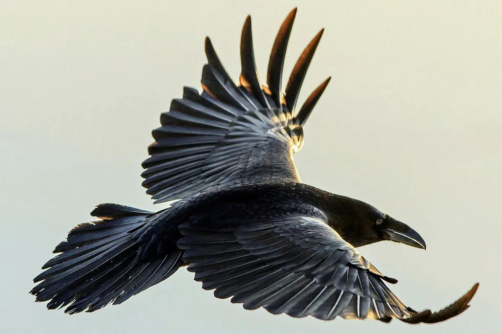 Raven set to fly: for BP off Egypt