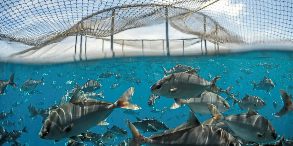 Baja Californian offshore venture The Kampachi Company is looking to trademark "King Kampachi" for its products.