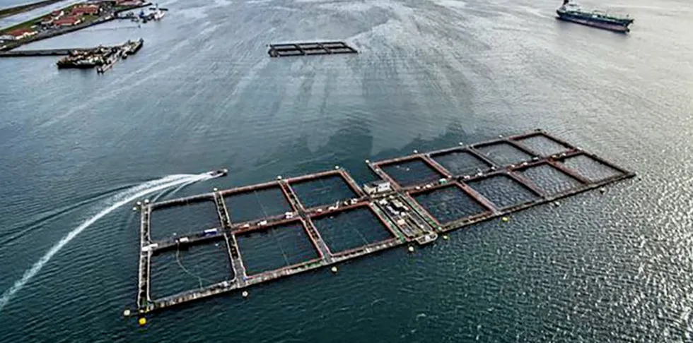 Cooke Aquaculture’s net pens in Port Angeles Harbor prior to being removed after the termination of the lease in December 2017.