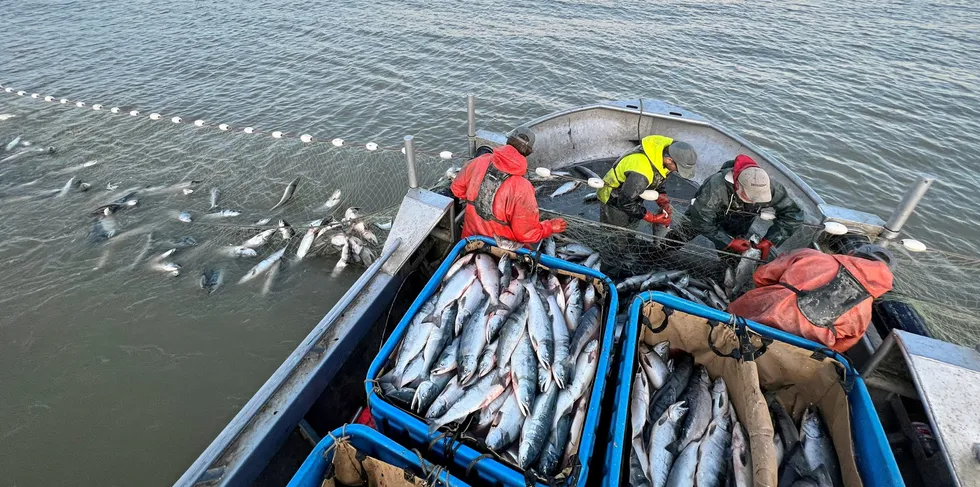 Early projects are that Alaska fishermen will have fewer sockeye to catch next year.