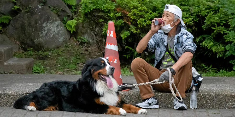 Japan has had four consecutive years of increasing pet food sales, reaching over $3 billion in 2019.