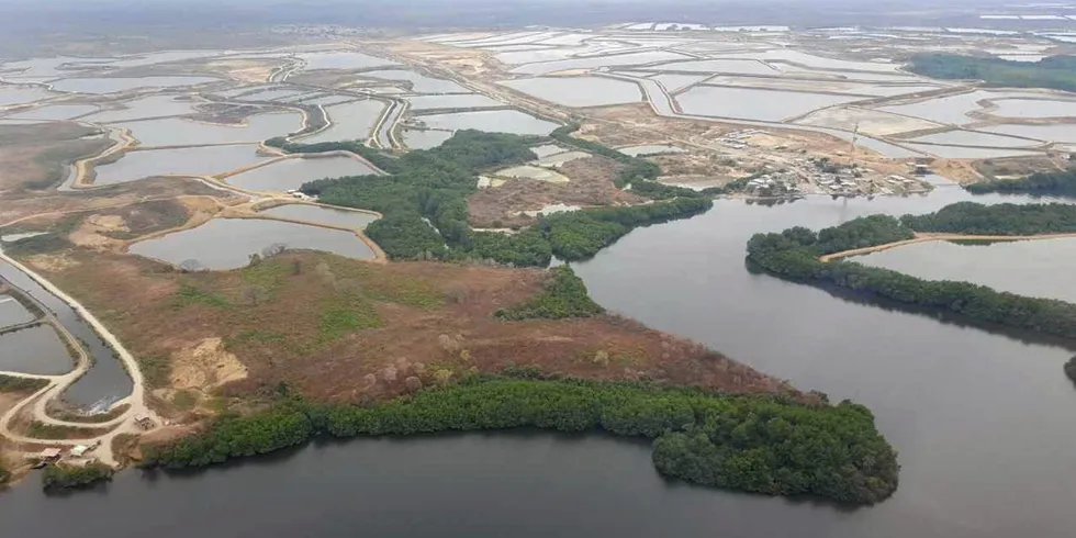 Ecuador's shrimp industry has seen stunning growth but observers fear this cannot continue indefinitely without changes to the current production model.