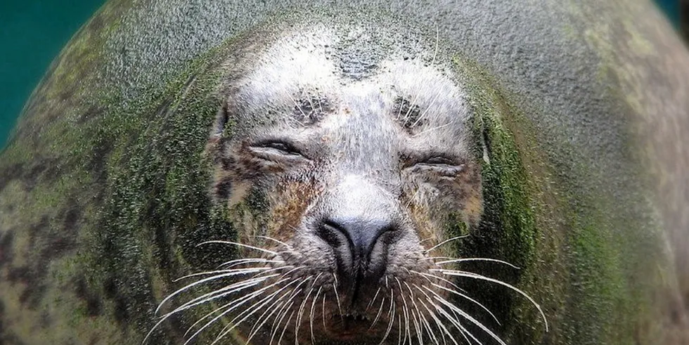Recent figures show that 79 seals were shot in the last 12 months by Scottish salmon farmers, the highest number in seven years.