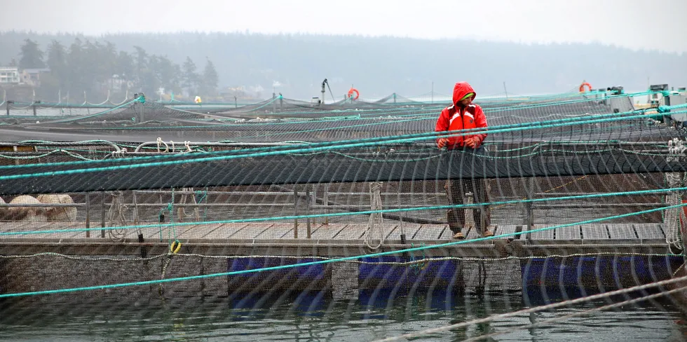 Cooke Aquaculture's Hope Island salmon farm site in Washington state has been granted until April to harvest remaining fish.