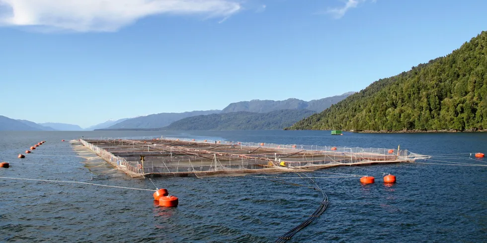 Salmon producers in the Aysen region produced 366,947 metric tons in 2022, according to latest available industry numbers, with the sector supporting nearly 4,600 workers, in addition to thousands of indirect jobs.