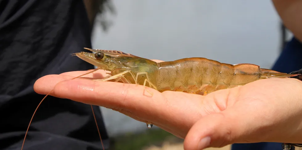Shrimp farming startup Northern Shrimp has big ambitions.