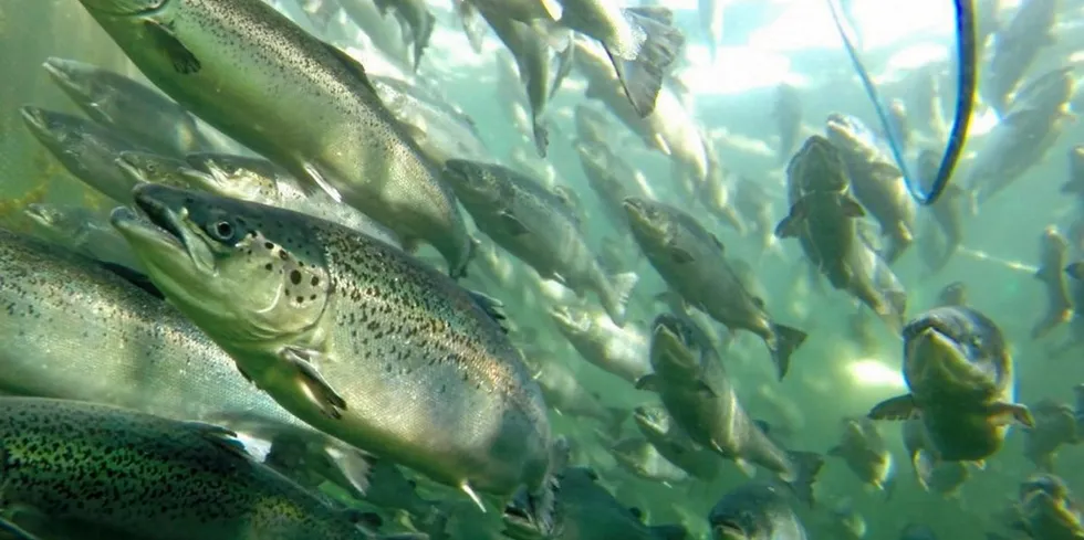 The number of farmed salmon escape incidents dropped in Norway for 2020.