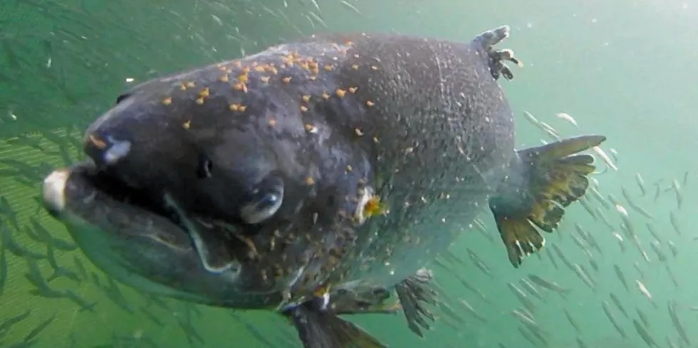 A photo of a salmon with heavy lice loads purportedly taken at a Mowi salmon farming site in Scotland certified by animal rights certification group RSPCA Assured.