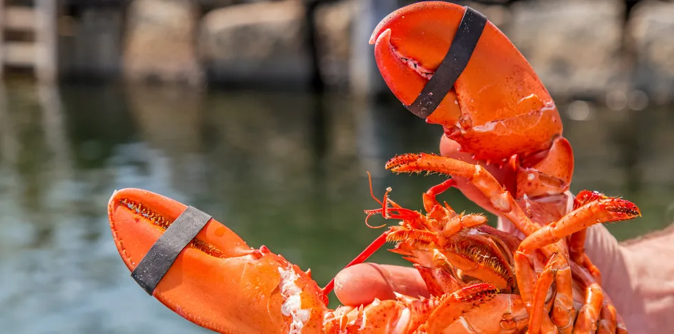 Dinner with the president? Maine lobster might just be about to come under attack all over again, thanks to Joe Biden.