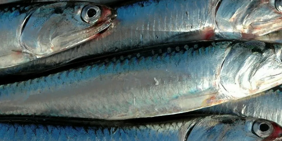 Trustee has been unsuccessful in soliciting bids for the anchovy processor.