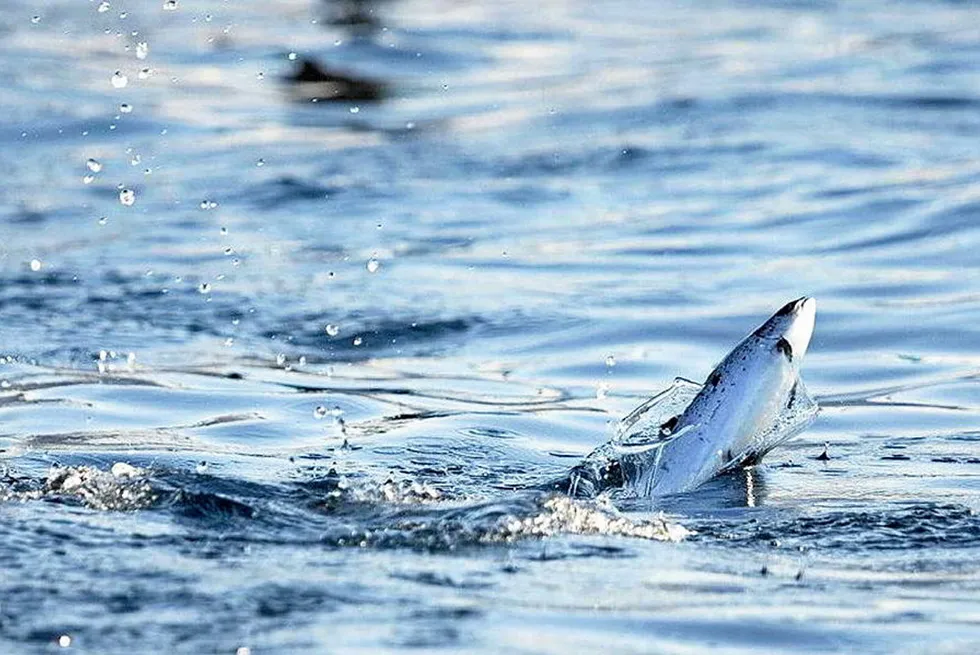 Although the leak was stopped immediately, 300 seaworthy salmon fry escaped.