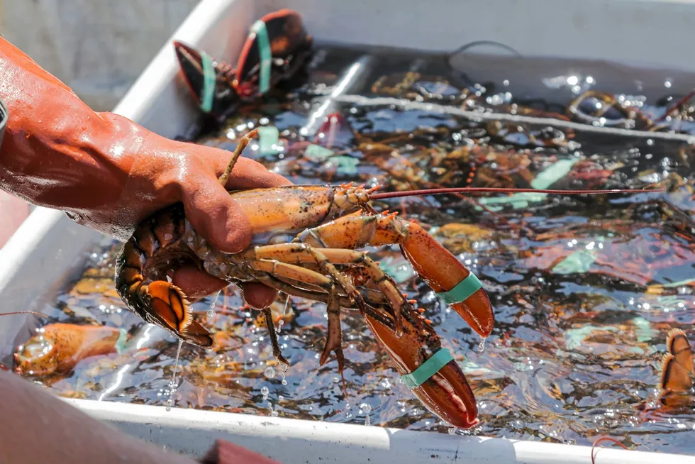Maine lobsterman said they saw their sales plummet after a Seafood Watch rating connected Maine lobster fishing to right whale harm.