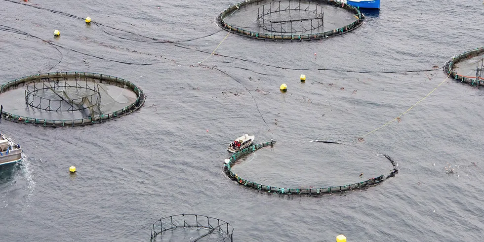 In 2019 Activist Tavish Campbell took drone footage of a broken salmon pen on Mowi's British Columbia-based Robertson Island farm.