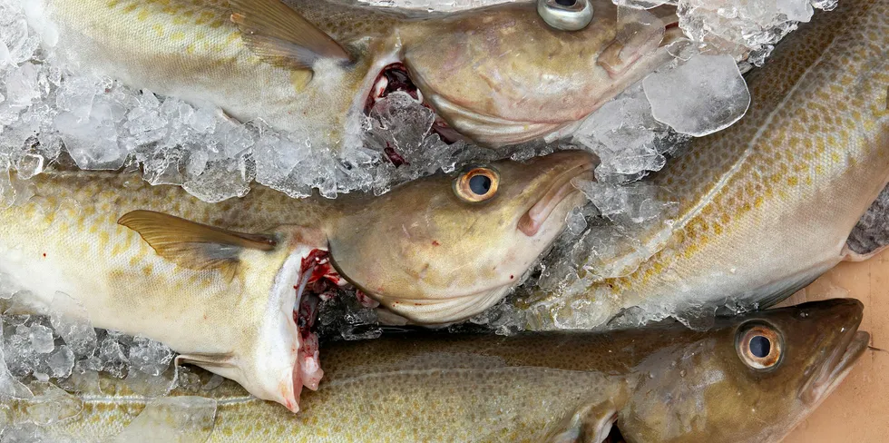 Atlantic cod on ice.