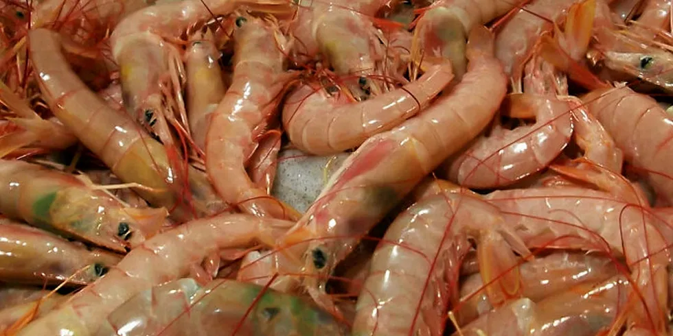 Argentinean red shrimp. Cabo Virgenes.