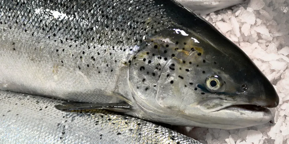 Salmon processors in the EU are demanding action against Norway's export ban on production fish.