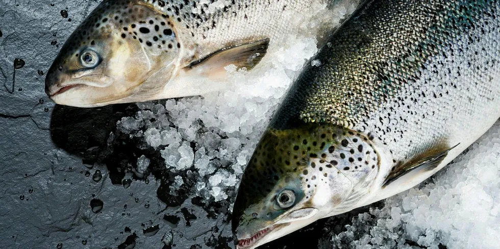 Land-based salmon farmer Kuterra signs 15-year supply deal with Whole Oceans