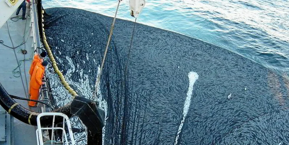 . Mackerel.