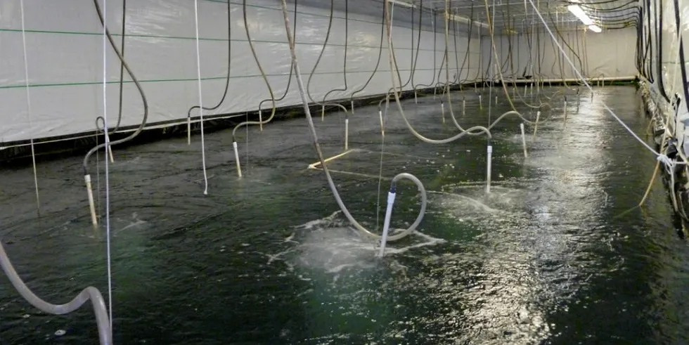 The company hopes to replicate its indoor shrimp farms in cities around the United States.