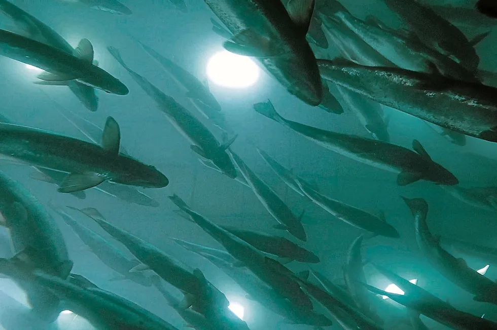 The Smart Salmon group is involved in land-based operations in Norway, Canada and France. The picture is not related to the article.