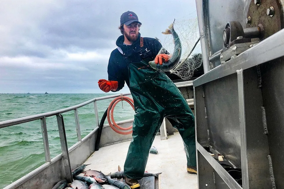 A crewman aboard the F/V Sea Falcon in Bristol Bay hauls in a sockeye salmon.