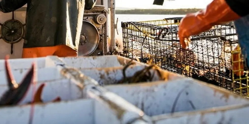 Maine lobster prices plunged this year.