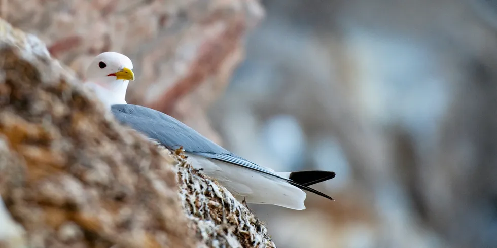 The kittiwake has proved a headache for North Sea wind developers.