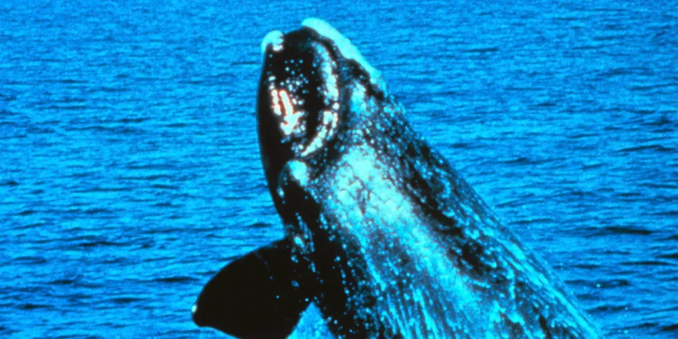 A North Atlantic right whale