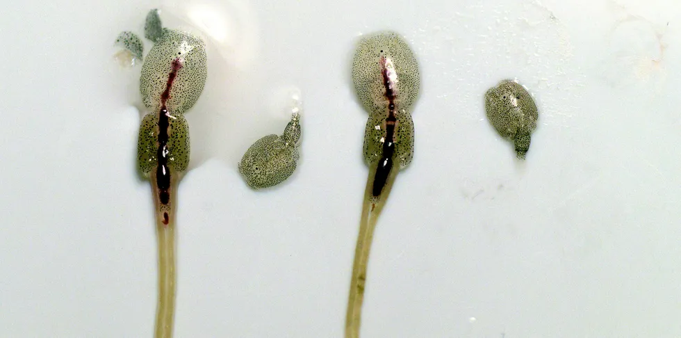 Sea lice are a high-cost pest in most salmon farming operations the world over.
