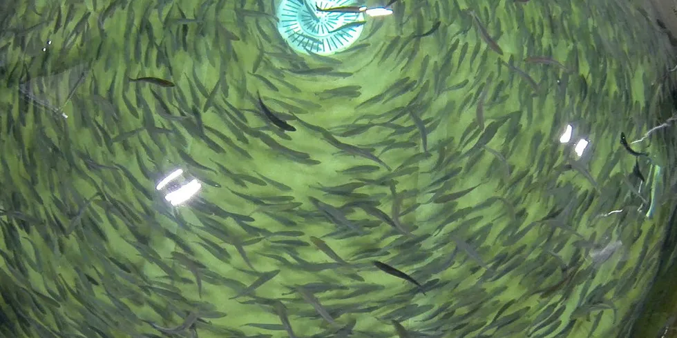 Summa Equity sees land-based operations as the future of aquaculture