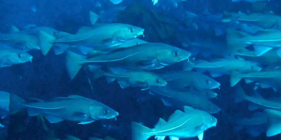 . Norcod aims to produce 6,000 metric tons of fresh farmed cod in this first cycle, and a harvest volume of 10,000 metric tons in 2022.