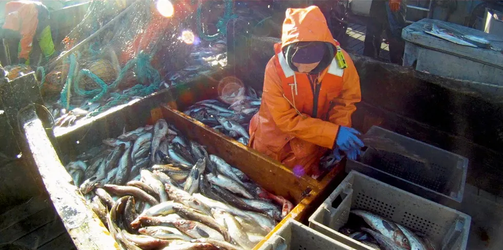 Alaska pollock values have remained firm while other seafood categories have tumbled in the United States.